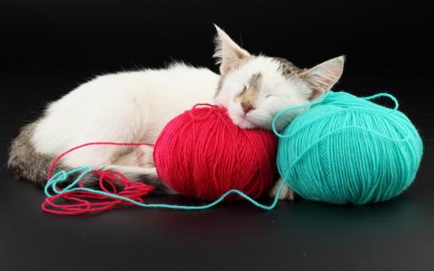 小猫睡在羊毛卷上