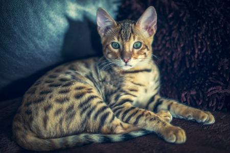 美丽的虎斑猫与绿色的眼睛