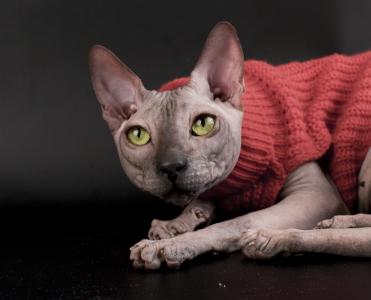 在一件毛线衣的斯芬克斯之猫