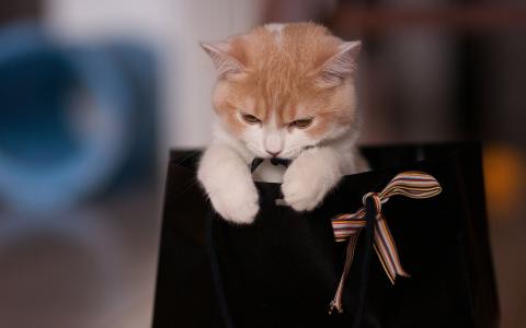 小猫在一个蝴蝶结袋
