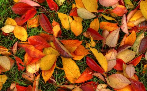 秋天的落叶在地面上