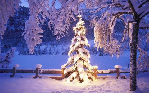 在雪下的圣诞树