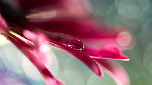 两滴水粉红色的花瓣上