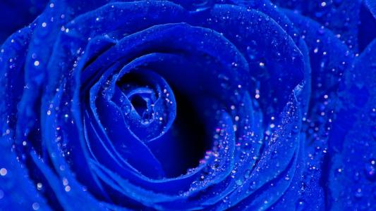 蓝玫瑰，核心