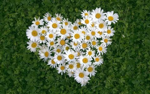 白色春黄菊的心在绿草开花