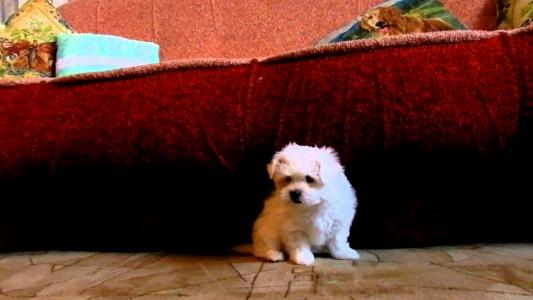 在沙发下的一条狗狗的小狗