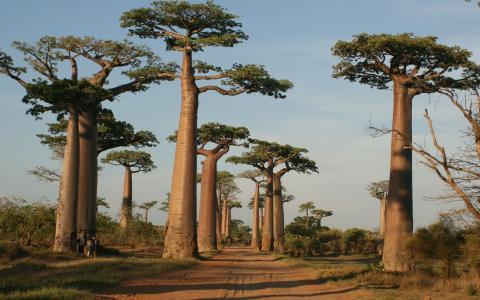 在马达加斯加路附近的树木