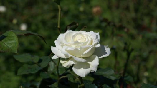 一朵白玫瑰在花园里开了出来