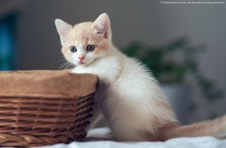 小猫靠近篮子