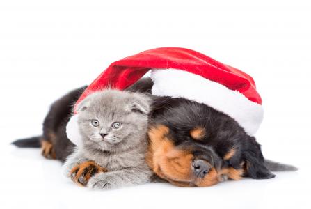 在一个红色的圣诞老人帽子与灰色的小猫，在白色背景上的罗威纳小狗