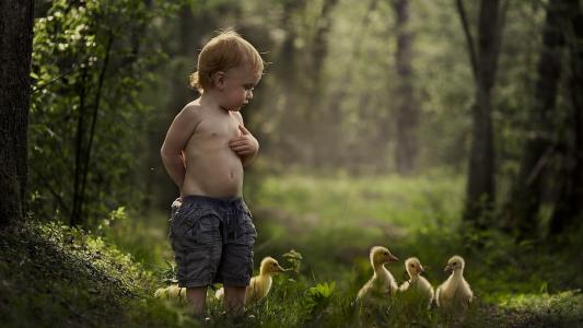 小男孩走在小鸭子之间