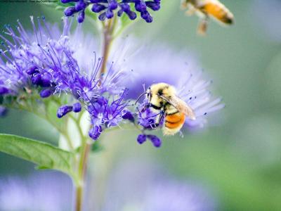 蜜蜂在蓝色的花朵