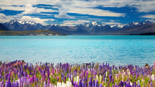 在特卡波湖岸边的美丽的花，背景下的山，新西兰