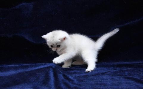 在蓝色织物的白色小猫