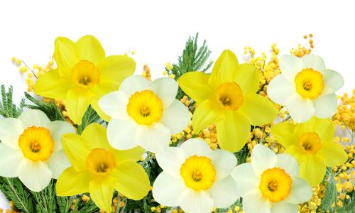 白色和黄色的黄水仙与白色背景上的含羞草