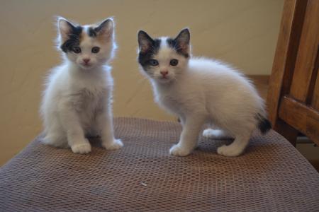 两只日本短尾小猫