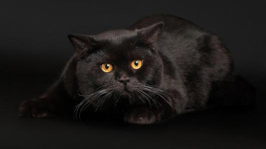 黑猫与黄色的眼睛