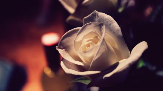 晚上在房间里的白玫瑰