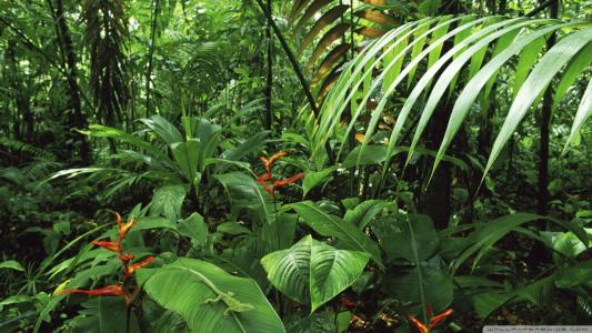 哥斯达黎加雨林