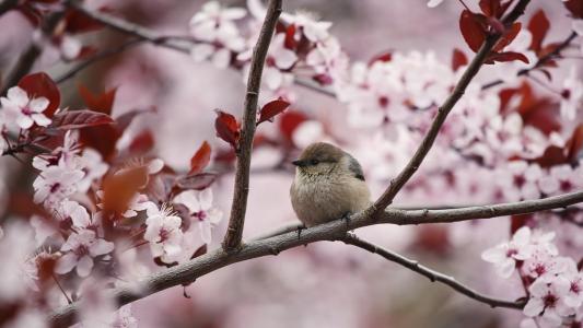 在开花的春天分支的小麻雀