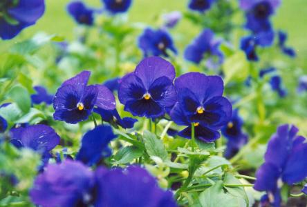 三色紫罗兰的蓝色花朵在森林里的清除开了花