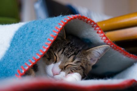 灰猫睡在温暖的毯子下