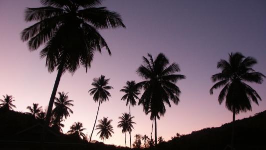 棕榈树在傍晚的天空
