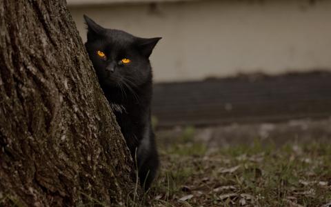 在树后面的黑猫