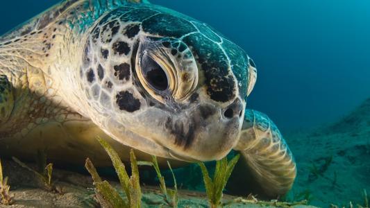 乌龟吃海藻