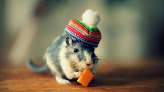 鼠标在吃奶酪的帽子