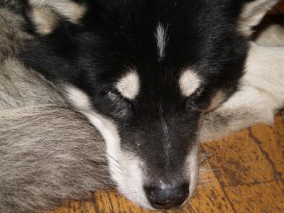 阿拉斯加雪橇犬睡着了