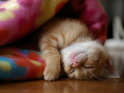 小猫睡在毯子里