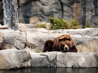 休息的棕熊