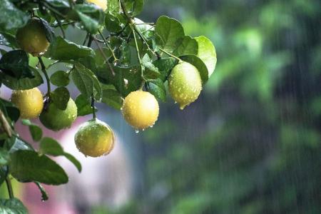 雨天下的柠檬树