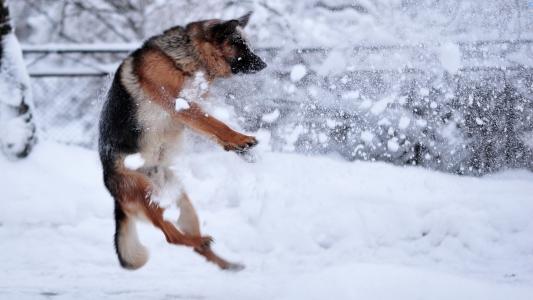 德国牧羊犬捕捉雪球