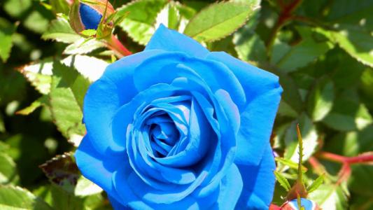 蓝玫瑰在花园里绽放