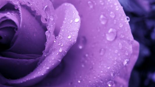 紫色的玫瑰和水滴