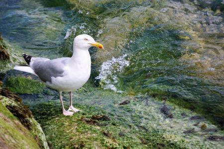 白鸥正站在水边的一块岩石上