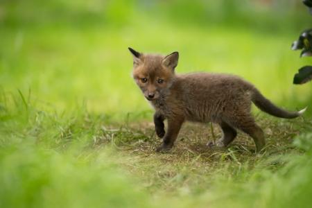 在绿色草地上的小可爱小狐狸