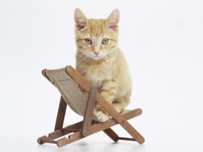 小猫在椅子上