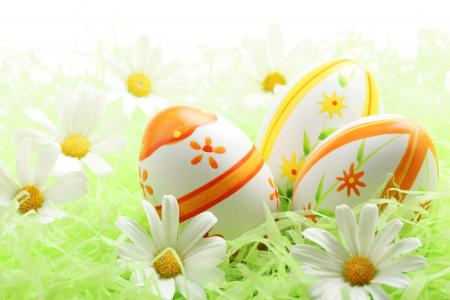 鸡蛋之间的复活节雏菊