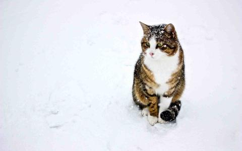 一只家猫正在雪地里玩耍