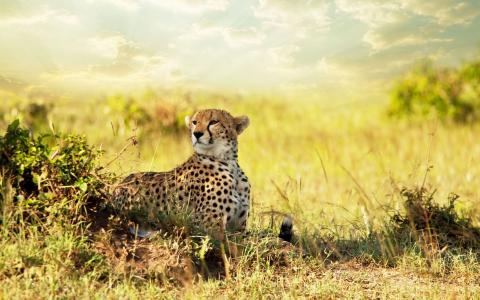 猎豹在非洲大草原
