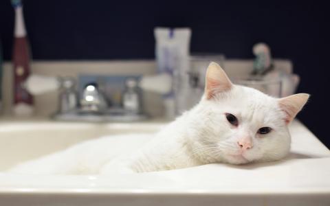 在浴室里的猫