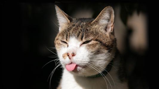 狡猾的猫显示舌头