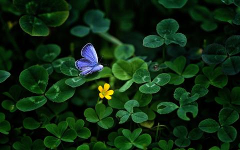 一只小蓝蝴蝶坐在一片绿叶上