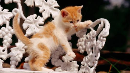 在白色长凳的红发小猫