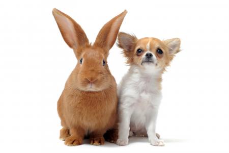 大红色兔子和奇瓦瓦狗在白色背景上