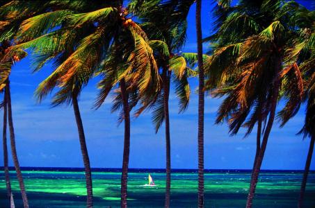 在度假村Guardalavaca，古巴海的背景上的棕榈树