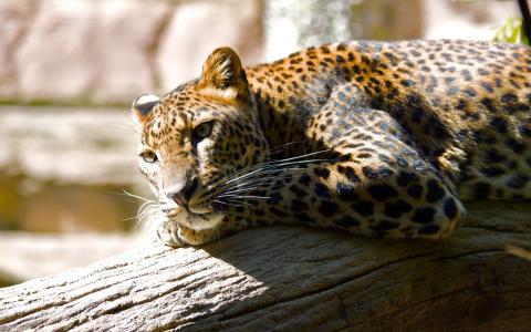 豹子躺在日志上
